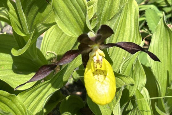 Look Wild: Protecting Orchids of the Dales 2x