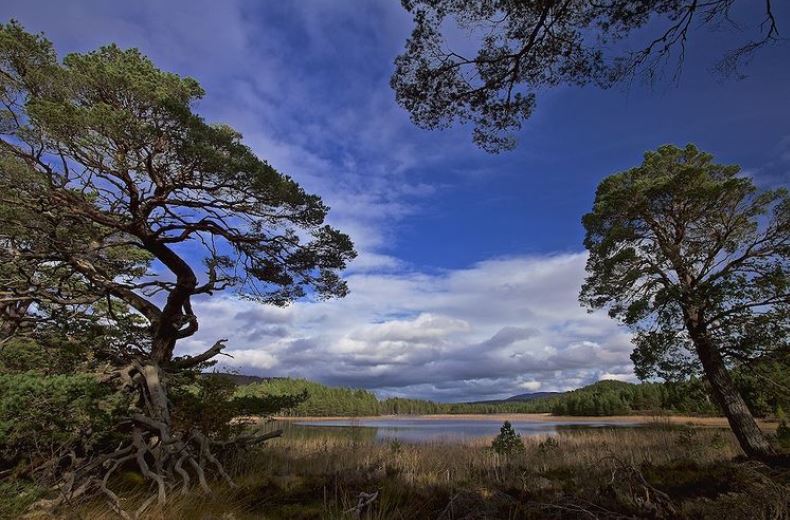 Caledonian forest surrounding Loch Gamhna in the Cairngorms National Park